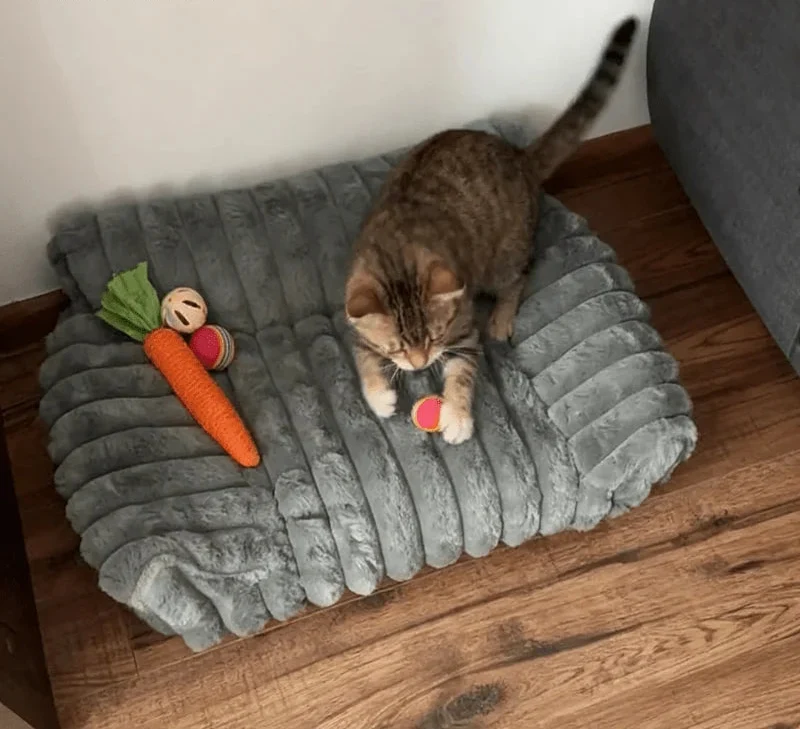 FELIXCLOUD™ - Mini Canapé Confort Coussin Doux pour Chat