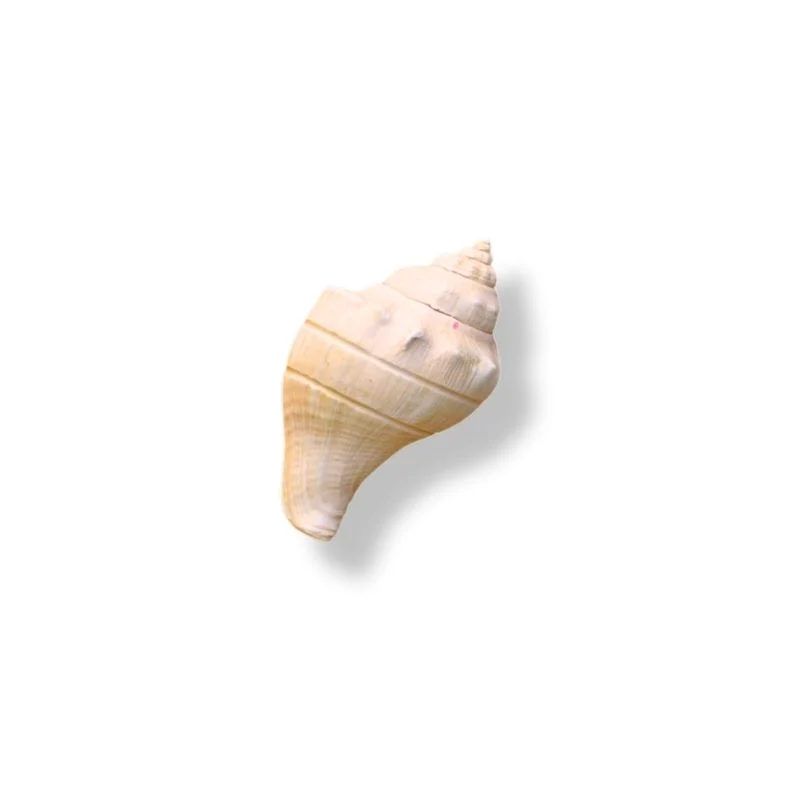 GALEAS