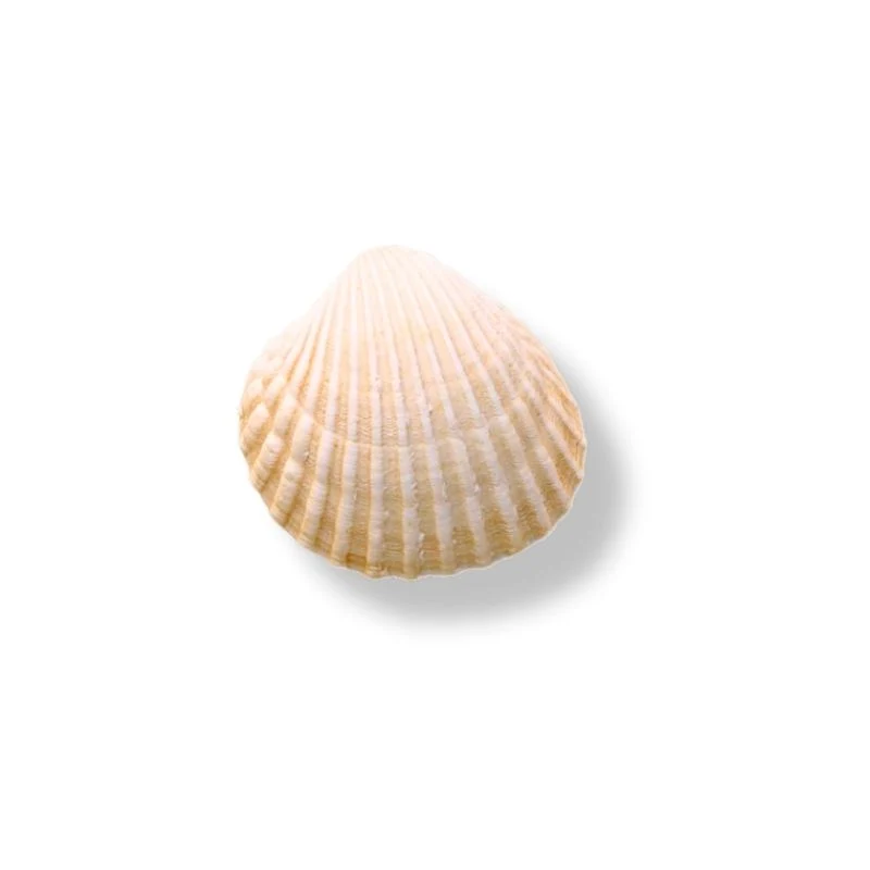 COQUES